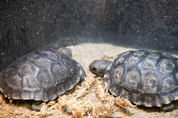 Two of the hatchlings in their habitat, a purple mark to identify one of them is seen on his shell 