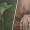 Video captures 5-foot alligator lounging in Florida storm pipe