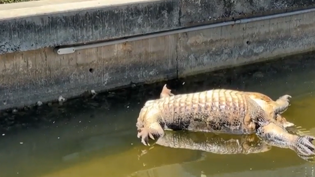 headless-alligator.png 