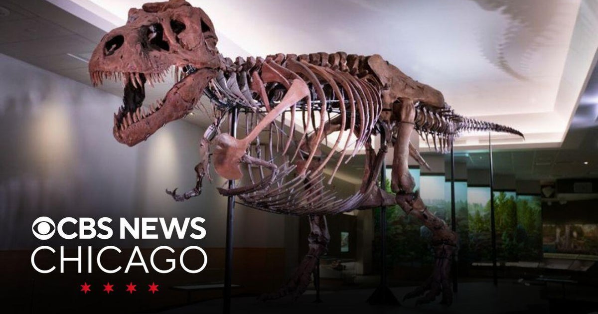 SUE the T-Rex celebrating 25th anniversary at the Field