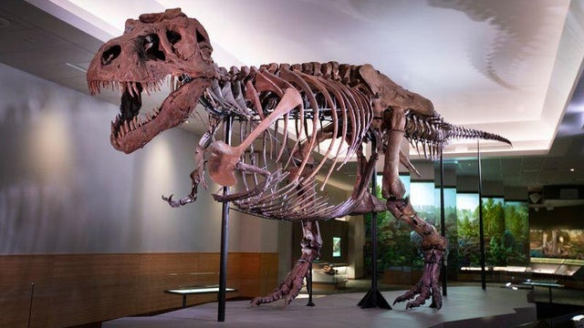 sue-the-t-rex.jpg 