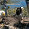 Internet-famous eagle couple's chicks are on the brink of first flight