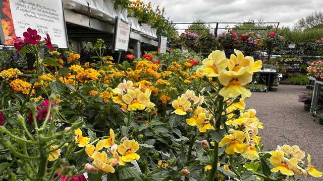 flowers-frost-2.jpg 