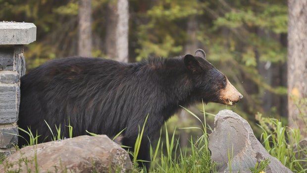 Black Bear. Alberta, Canada 