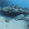 Hawaii's once-vivid coral reefs are "all bleached white"