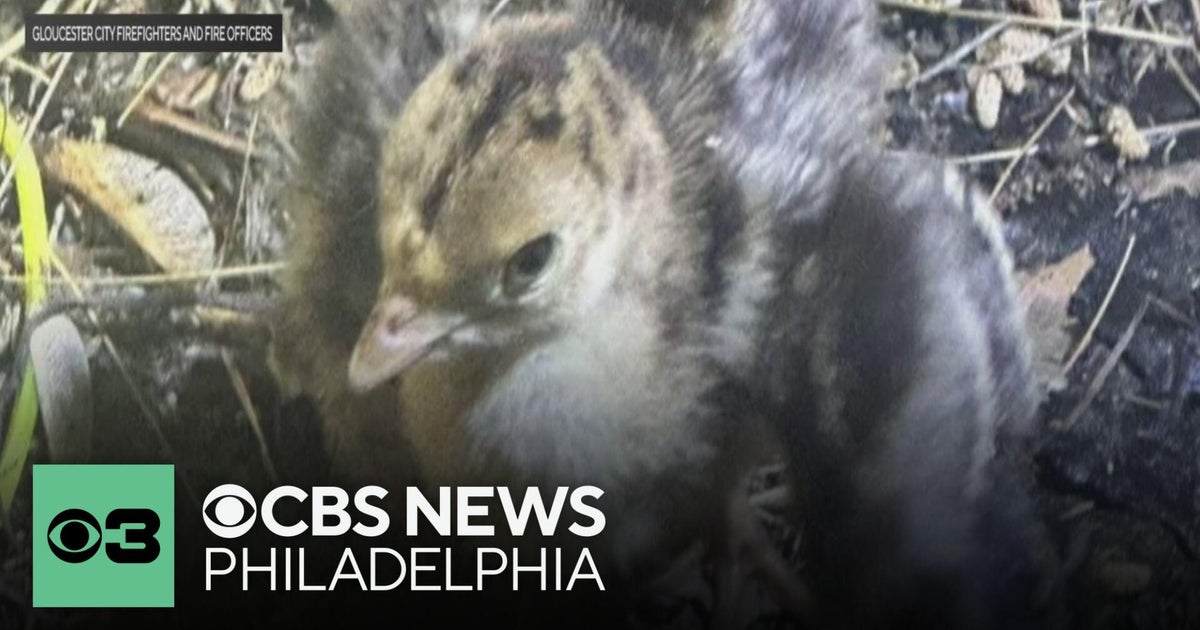 Firefighters Rescue Baby Birds in Three U.S. Cities