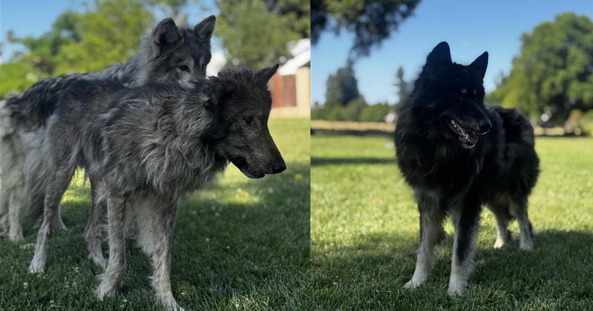 3 large dogs on the loose in Sacramento sought by animal control