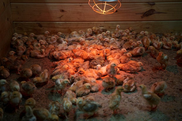 Abandoned Chicks