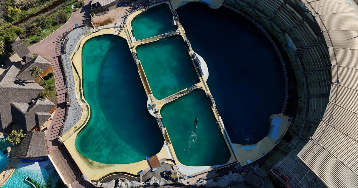 Video of orcas in algae-infested pool sparks concern for their fate