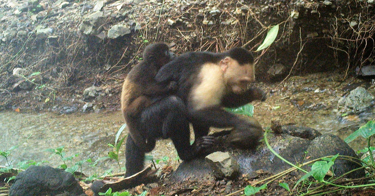 Caught on camera: Monkeys kidnap babies of another species