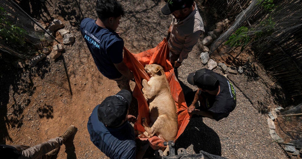 Narco pets, circus animals fleeing Mexico city eclipsed by cartel violence