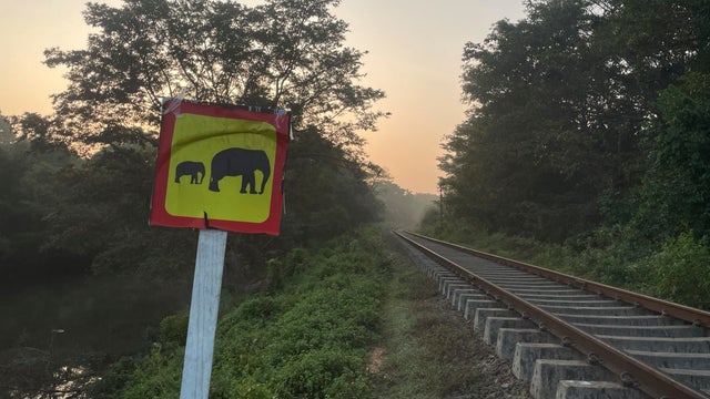 Sri Lanka Wild Elephants 