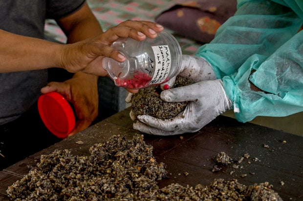 2 elephants obtained by about 400 pills per day each to fight tuberculosis 2 Pakistan-Animals-Suppl offbal