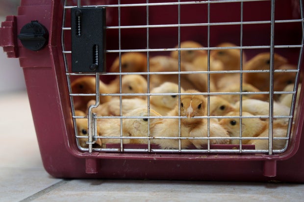 The chicks are in an animal carrier at the shelter in Delaware