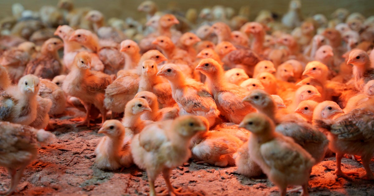 Thousands of chicks found abandoned in USPS truck in Delaware have been adopted by families, farms Thousands of chicks found abandoned in USPS truck in Delaware have been adopted by families, farms
