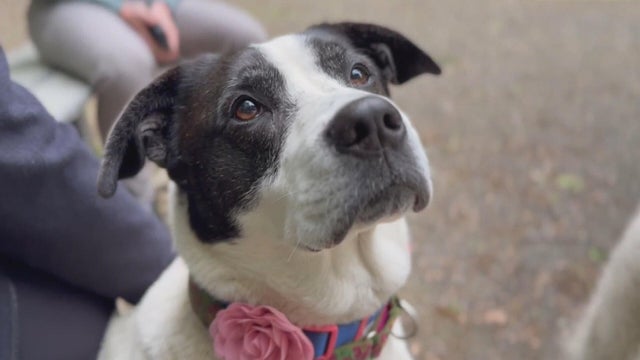 Dog adoption 