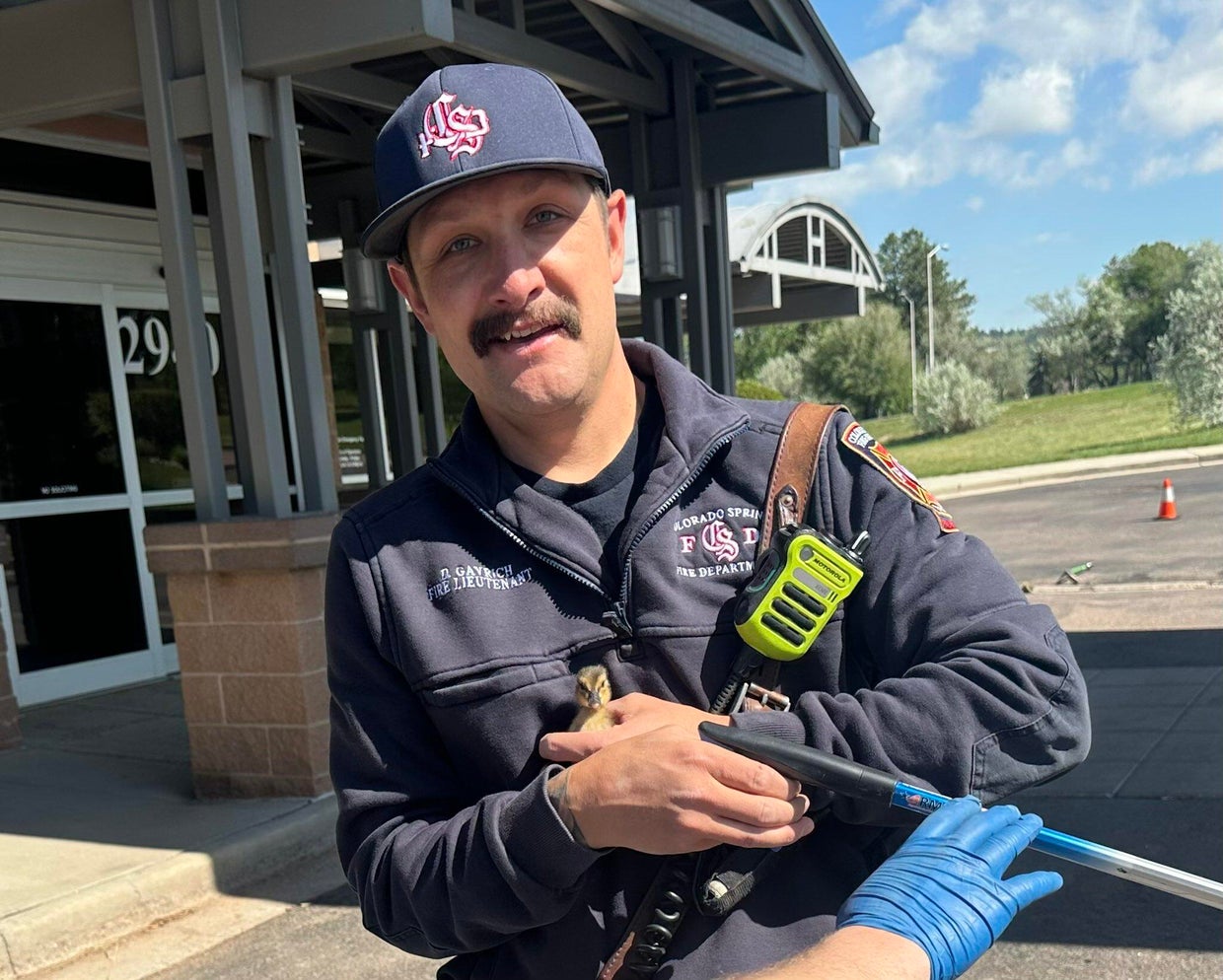 Ducklings rescued from storm drain in Colorado Springs - CBS Colorado