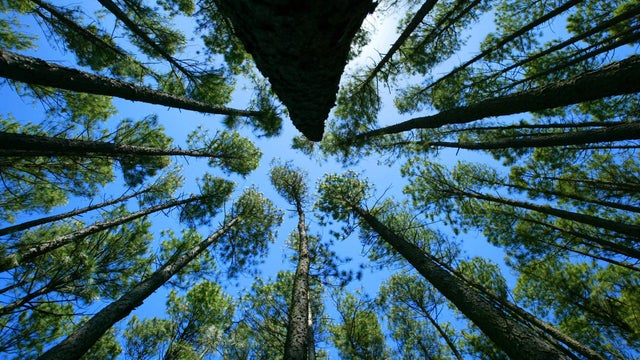 Generic pine forest, 6 December 2004. AFR Picture by ROB HOMER 
