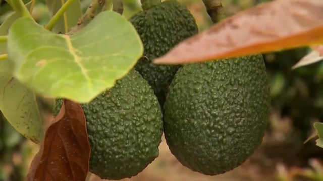 Avocado Tree 