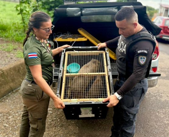 Police persecution in Costa Rica ends with cocaine seizures, marijuana, knives and 5 mass rodents 2 RODERS-SCREENSHOT-2025-05-23-065644.PNG