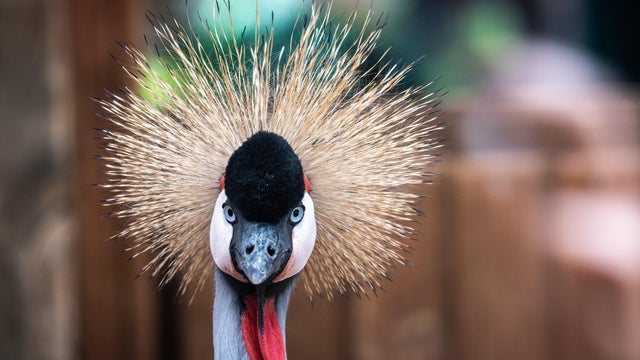 A grey crowned crane (Balearica regulorum), also known as 