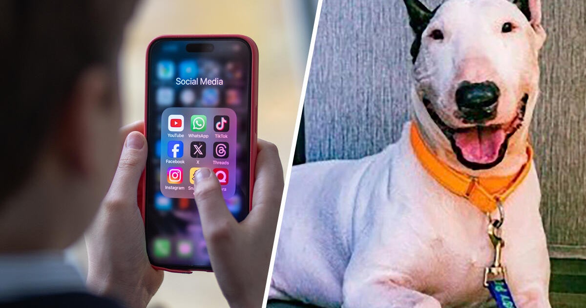 Florida bills on student cellphone ban, dog abuse during hurricanes head to DeSantis’ desk