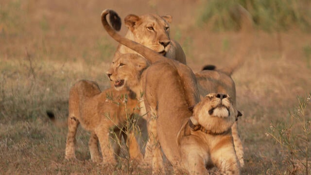 gorongosa-video-pelley-3782163-640x360.jpg 