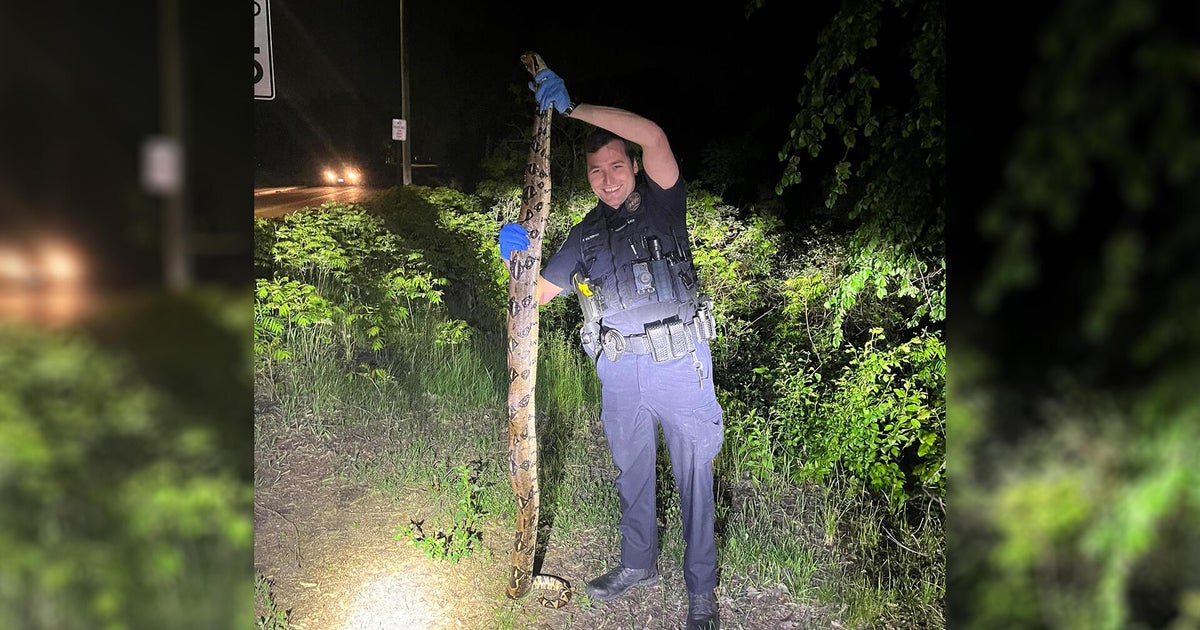 Escaped Boa Constrictor Killed by Vehicle in Big Lake, Minnesota