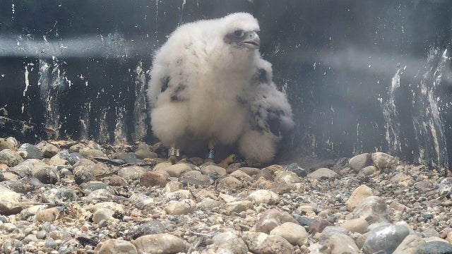 baby-bird-slider.jpg 