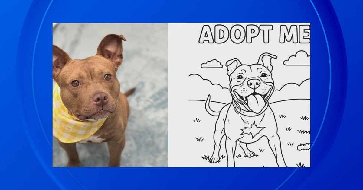 Detroit animal rescue group begins coloring page promotion featuring adoptable dogs Detroit animal rescue group begins coloring page promotion featuring adoptable dogs