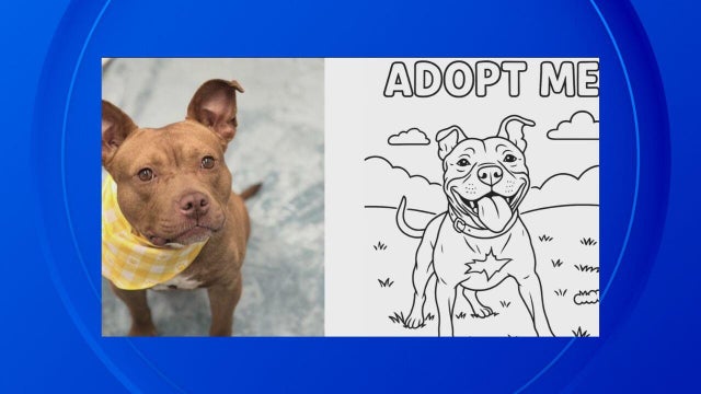 color-me-adopted-slider-2.jpg 