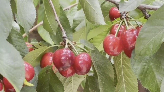 cherries.jpg 