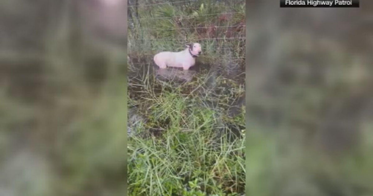 New Florida laws make it illegal to restrain dogs outside during natural disasters, increase aggravated animal cruelty penalties New Florida laws make it illegal to restrain dogs outside during natural disasters, increase aggravated animal cruelty penalties