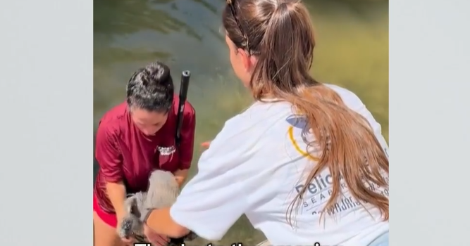 Rescue video of entangled bird highlights rising toll of fishing gear on South Florida wildlife Rescue video of entangled bird highlights rising toll of fishing gear on South Florida wildlife