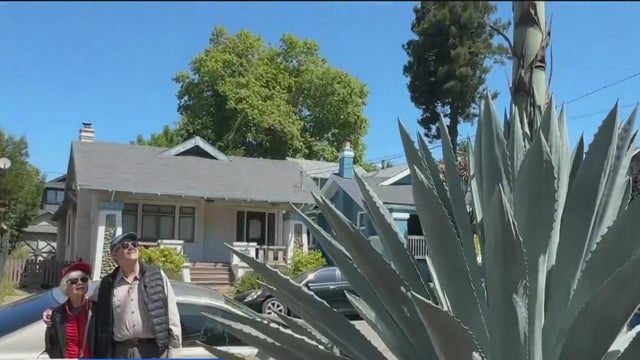 Agave Death Bloom Oakland 