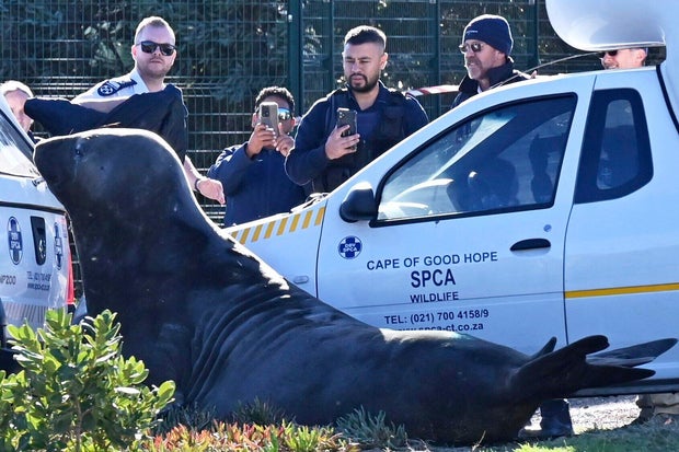 2-ton elephant seal takes 