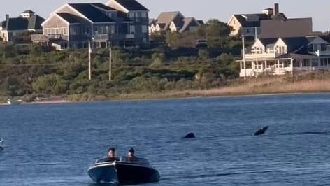 rhode-island-shark.jpg 