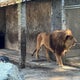 Oregon safari park owner indicted on more than 300 animal neglect charges 