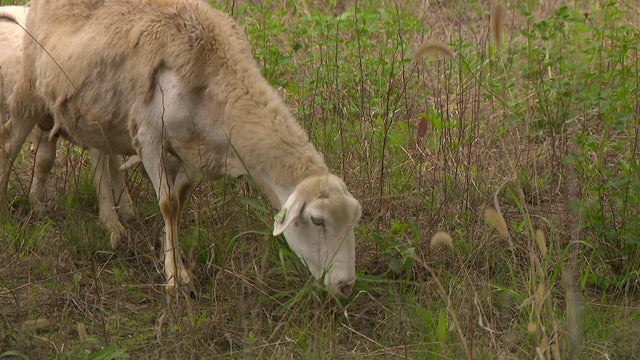 6p-pkg-sheep-graze-solar-farm-wcco7wy8-00-00-4213.jpg 