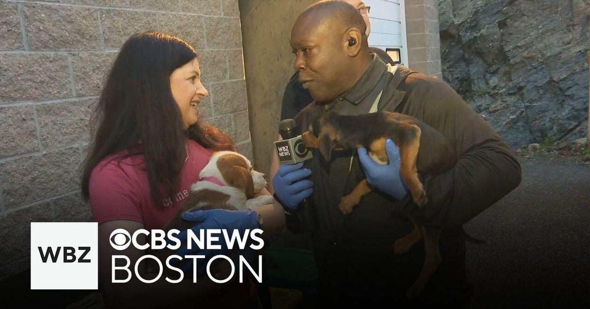 California Adopts 5,000 Pets Statewide in June Event