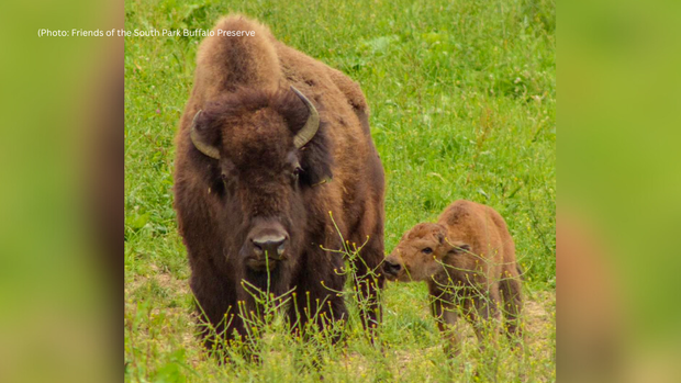 kdka-bison-south-park-game-preserve.png 