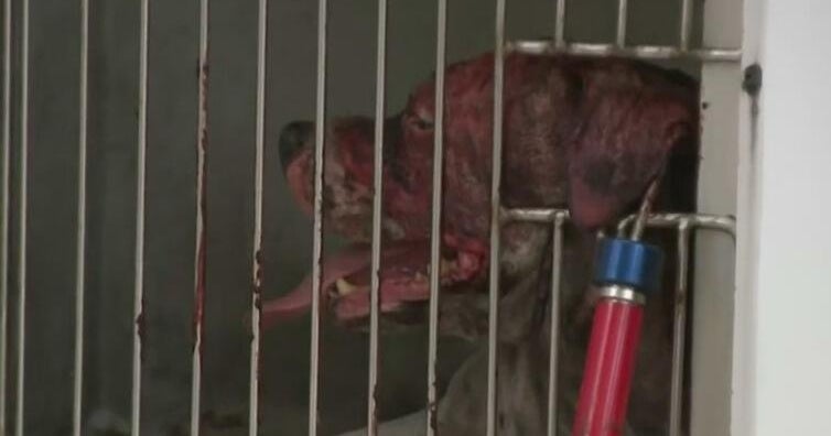 Broward Animal Control officer injured in dog attack, expected to ...