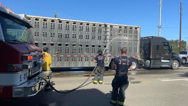 latrobe-road-cows-in-distress-el-dorado-hills.jpg 