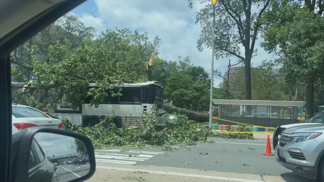 tree-on-bus-franklin-square-frame-0.jpg 
