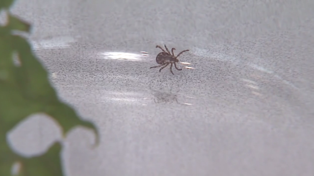 ticks-0602.png 