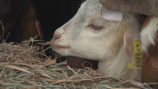 House of Wiggle Goats in Lansdale, Pennsylvania 