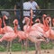 National Zoo taking extra precautions for bird flu