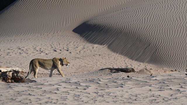 NAMIBIA-LION-PROTECTION 
