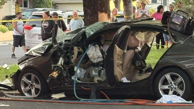 modesto-car-vs-tree.png 