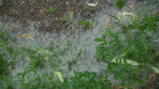 6p-pkg-cottonwood-in-mn-wcco7xvj.jpg 